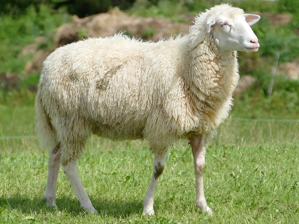 sheep-2666486_960_720